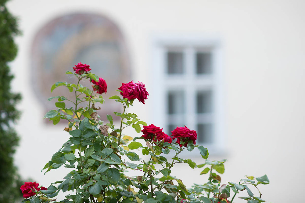 Rosen auf der Terasse