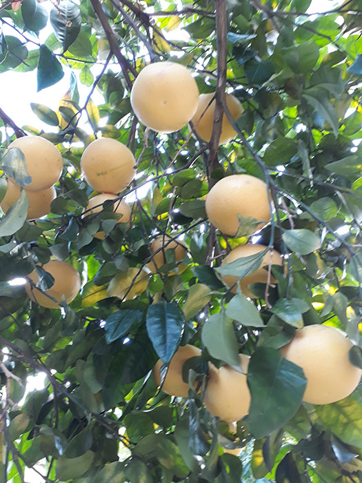 Sr. Brigitte Thalhammer aus Rom / Magdalena Schauer Sr. Brigitte Thalhammer aus Rom